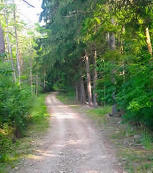 Color photo of a dirt road, lined with pine trees.